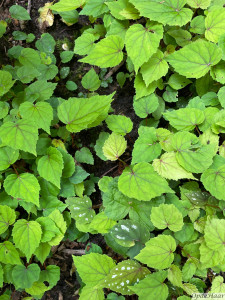Begonia Snowdrop      
